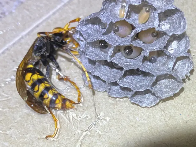 NEW!! 蜂いなくなーる　毎年300件以上対応店(^^)サービスの画像