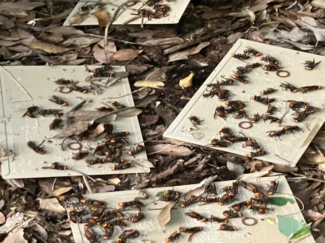 NEW!! 蜂いなくなーる　毎年300件以上対応店(^^)サービスの画像