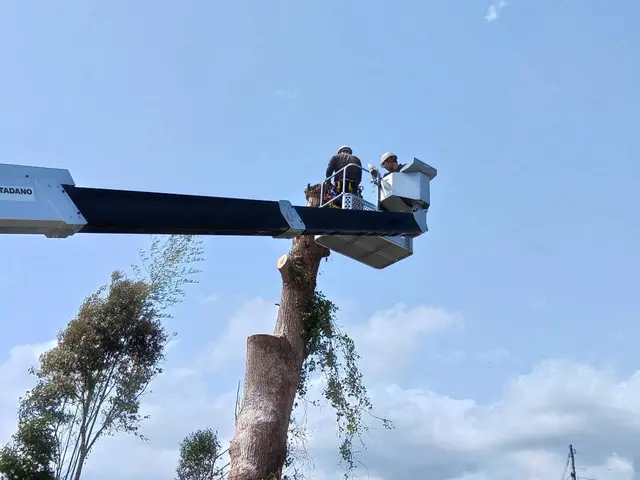 大きくなりすぎた木や支障木の撤去お任せください！伐採、抜根対応可サービスの画像