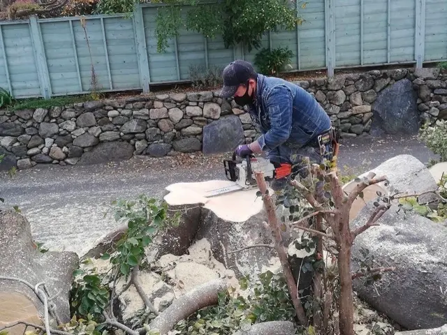 大きくなりすぎた木や支障木の撤去お任せください！伐採、抜根対応可サービスの画像