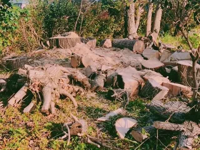 大きくなりすぎた木や支障木の撤去お任せください！伐採、抜根対応可サービスの画像