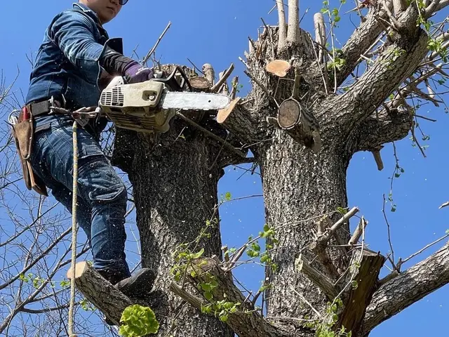 大きくなりすぎた木や支障木の撤去お任せください！伐採、抜根対応可サービスの画像