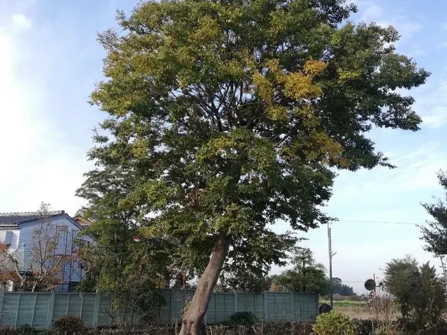 大きくなりすぎた木や支障木の撤去お任せください！伐採、抜根対応可サービスの画像