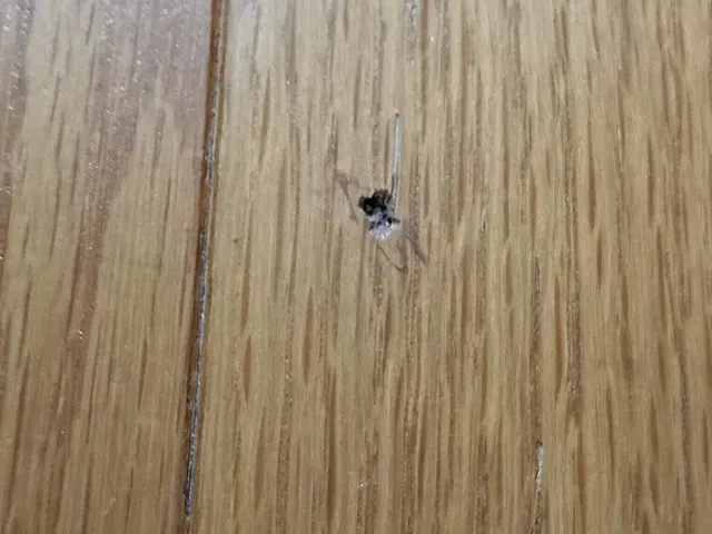 【リペア大好きな店長がお伺い！】傷・色褪せ・禿げまで幅広く対応します◉サービスの画像