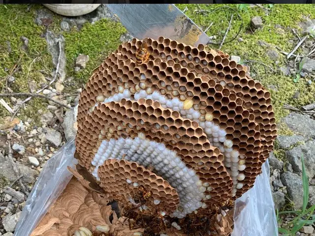 アシナガバチ〜オオスズメバチまで迅速に対応可能！【高所、屋根裏 、24h対応可】サービスの画像