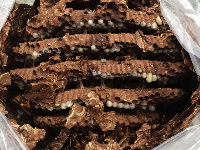 アシナガバチ〜オオスズメバチまで迅速に対応可能！【高所、屋根裏 、24h対応可】サービスの画像