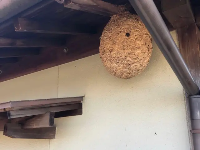 アシナガバチ〜オオスズメバチまで迅速に対応可能！【高所、屋根裏 、24h対応可】サービスの画像