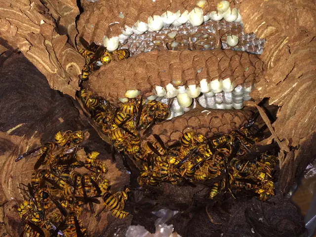 アシナガバチ〜オオスズメバチまで迅速に対応可能！【高所、屋根裏 、24h対応可】サービスの画像