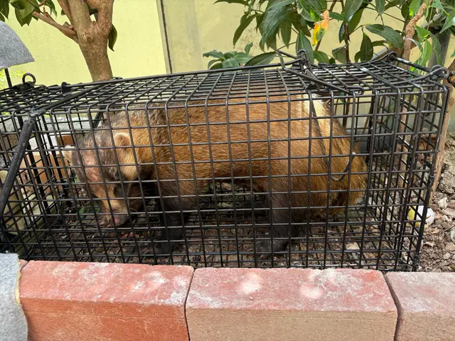 ＜大手経験の確かな技術＞天井裏からの大きな足音やシミが確認できたらすぐに連絡を！サービスの画像