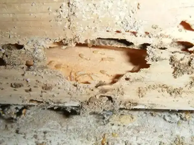 白アリ駆除歴10年以上の有資格者多数在籍【事前見積り無料】【事前調査可能】サービスの画像