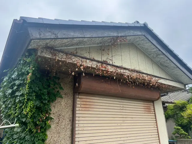 蔦の伐採、除去、処分いたします。サービスの画像