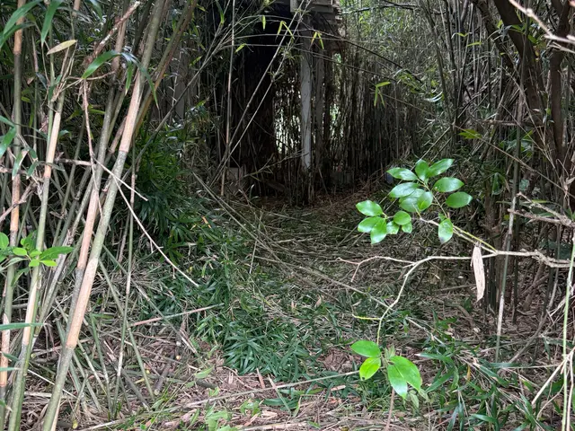個人宅むけお庭や駐車場、空き地の雑草、草刈り・草むしり・伐採作業でさっぱり綺麗にサービスの画像