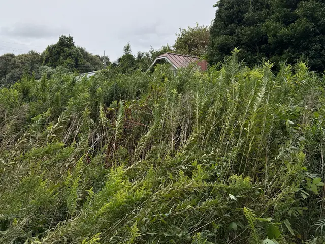 個人宅むけお庭や駐車場、空き地の雑草、草刈り・草むしり・伐採作業でさっぱり綺麗にサービスの画像