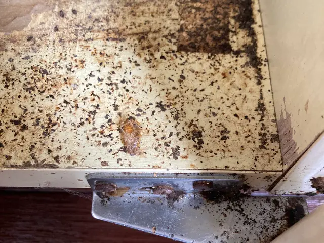 【5年連続受賞】★入居前駆除オススメ★根本的な侵入口封鎖★G専用液体散布★関西サービスの画像