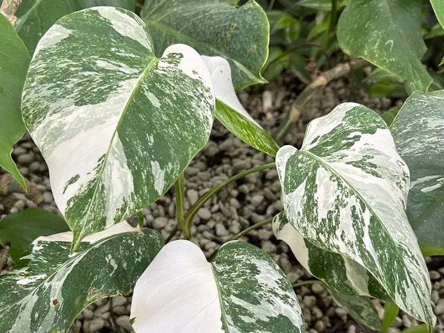 植物屋が1対1で丁寧に！ 安心の植え替えサービスの画像