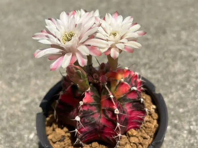 植物屋が1対1で丁寧に！ 安心の植え替えサービスの画像