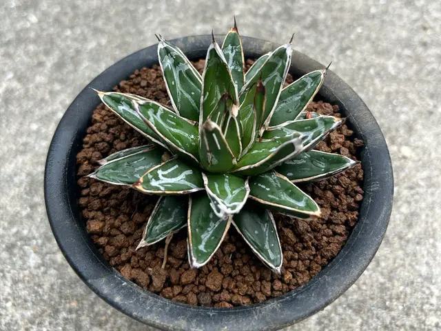 植物屋が1対1で丁寧に！ 安心の植え替えサービスの画像