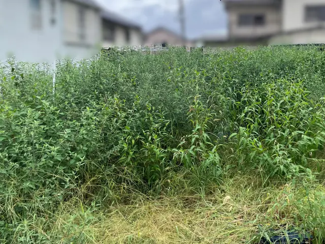 全国で数多くの草刈りを行っております。サービスの画像