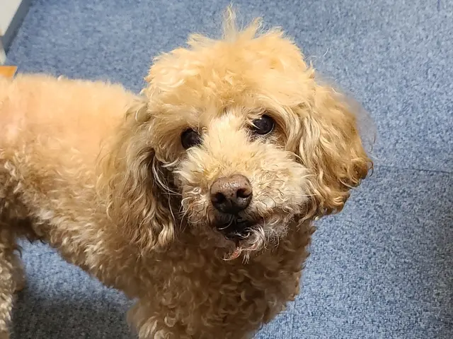 買い物代行、サービス最安値を目指します！サービスの画像