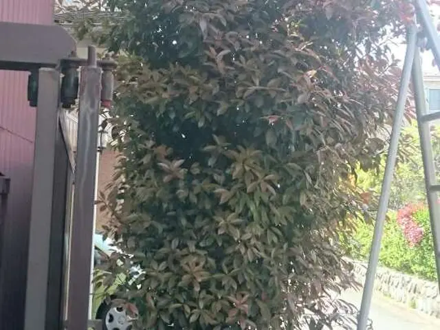 《店長の安心施工》★お庭を綺麗に★本人のみの責任施工！腕に自信有り！任せて安心！サービスの画像