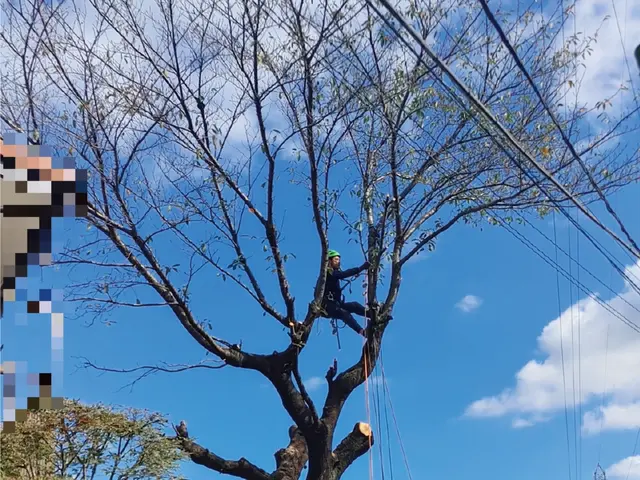 ＜伐採＞年中無休！／造園施工管理技士（国資2級）／空師・アーボリストサービスの画像