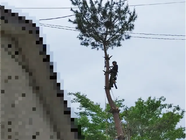 ＜伐採＞年中無休！／造園施工管理技士（国資2級）／空師・アーボリストサービスの画像