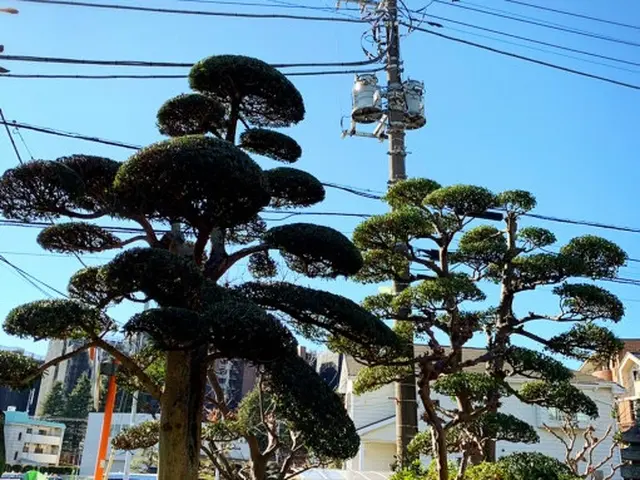 植木屋・彩ガーデンの福田と申します！お庭まわりの事なら何でもご相談下さい。サービスの画像