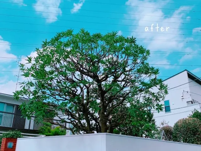 植木屋・彩ガーデンの福田と申します！お庭まわりの事なら何でもご相談下さい。サービスの画像