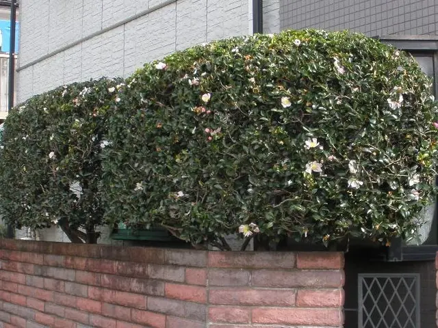 埼玉・東京西部★丁寧！綺麗！安心！信頼★ご不在でも作業は可能☆サービスの画像