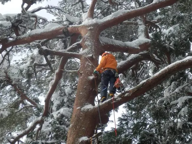★伐採専門店★大きくなり過ぎた庭木のお悩みを解決！★高さ30mでも対応！サービスの画像