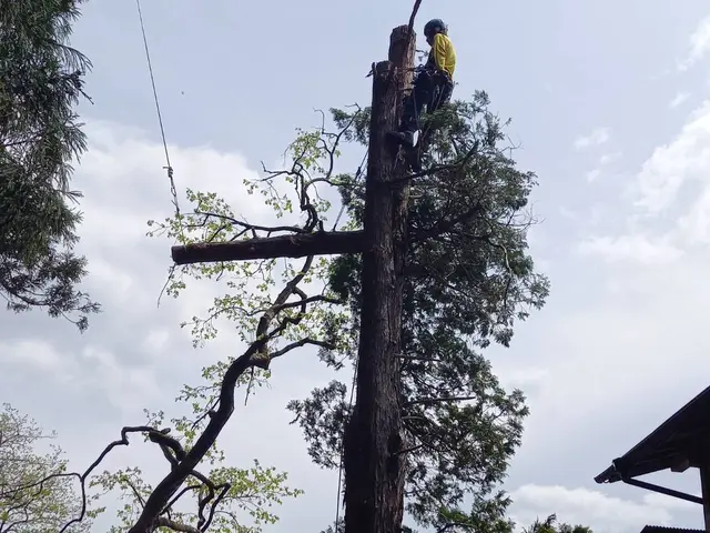 ★伐採専門店★大きくなり過ぎた庭木のお悩みを解決！★高さ30mでも対応！サービスの画像