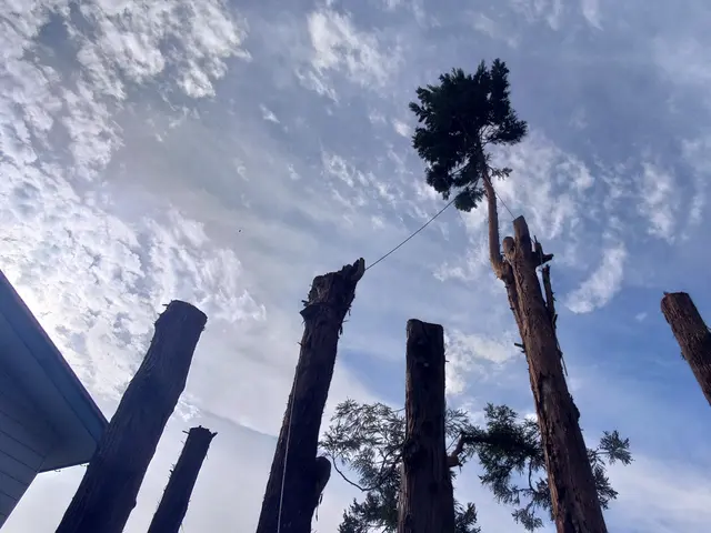 ★伐採専門店★大きくなり過ぎた庭木のお悩みを解決！★高さ30mでも対応！サービスの画像