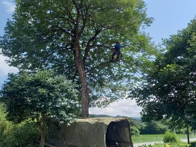 ★伐採専門店★大きくなり過ぎた庭木のお悩みを解決！★高さ30mでも対応！サービスの画像