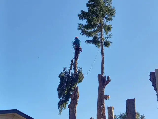 ★伐採専門店★大きくなり過ぎた庭木のお悩みを解決！★高さ30mでも対応！サービスの画像