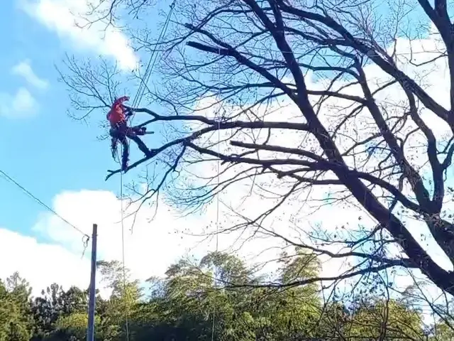 ★伐採専門店★大きくなり過ぎた庭木のお悩みを解決！★高さ30mでも対応！サービスの画像