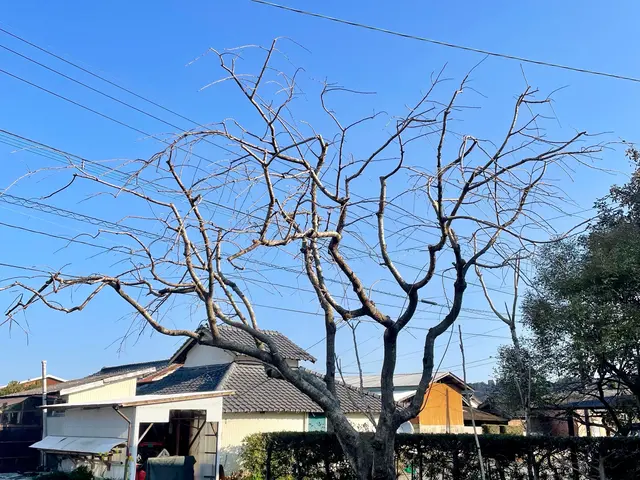 透かし剪定でお庭に木漏れ日を！花の終わった木のお手入れお早めに！サービスの画像