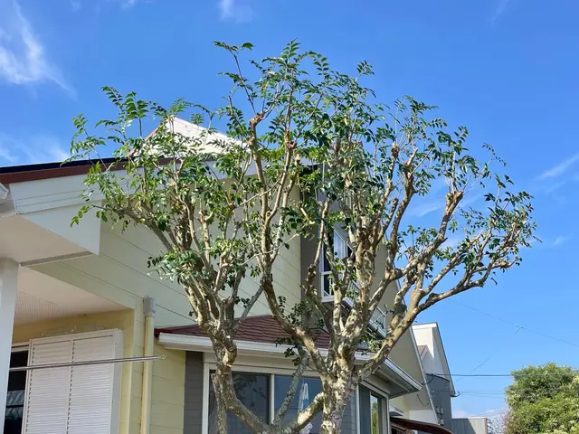 透かし剪定でお庭に木漏れ日を！花の終わった木のお手入れお早めに！サービスの画像