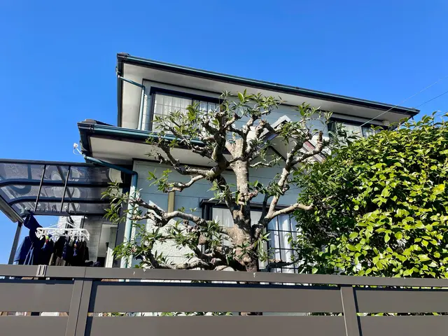 透かし剪定でお庭に木漏れ日を！花の終わった木のお手入れお早めに！サービスの画像