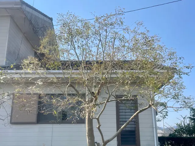 透かし剪定でお庭に木漏れ日を！花の終わった木のお手入れお早めに！サービスの画像