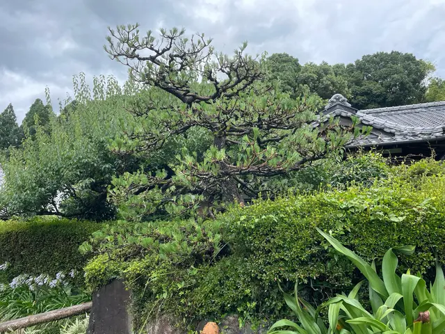 透かし剪定でお庭に木漏れ日を！花の終わった木のお手入れお早めに！サービスの画像