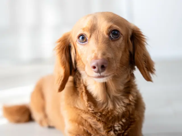 わんちゃん・ねこちゃん専門◎【10000円以上でクーポン使用可能◎】