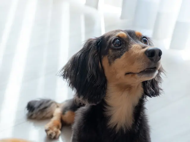 わんちゃん・ねこちゃん専門◎【10000円以上でクーポン使用可能◎】