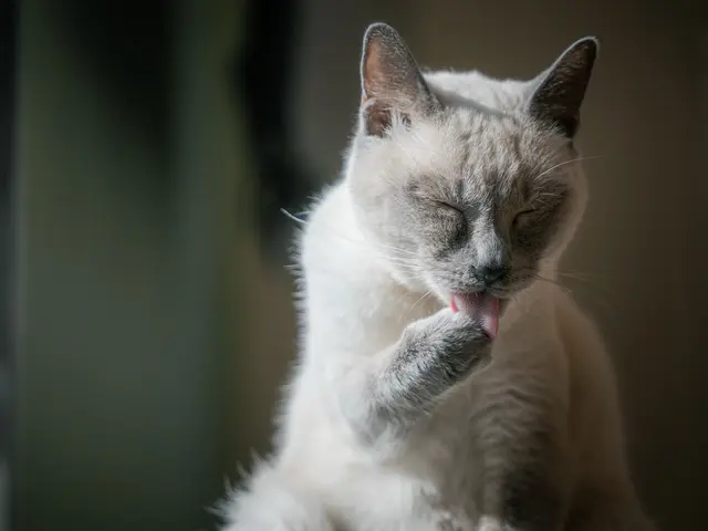 わんちゃん・ねこちゃん専門◎女性スタッフ同行可能