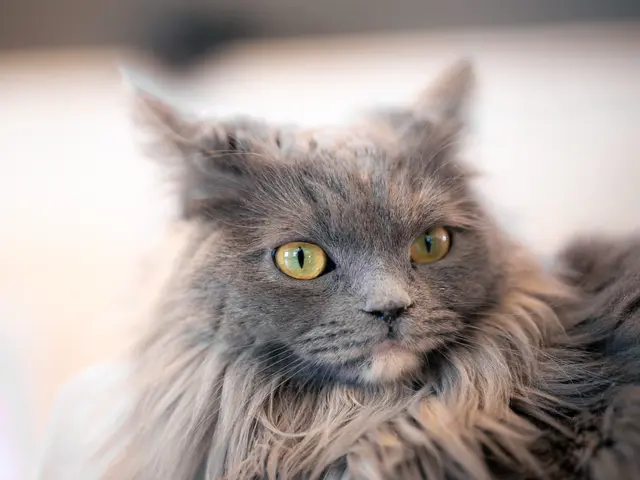 わんちゃん・ねこちゃん専門◎女性スタッフ同行可能