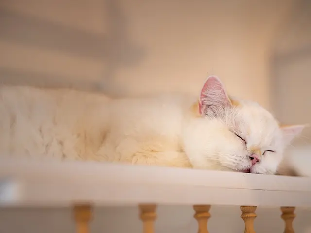 わんちゃん・ねこちゃん専門◎女性スタッフ同行可能