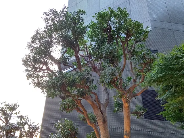 【植木屋歴10年】庭園管理士、造園技能士資格保有！すべて自社対応！サービスの画像