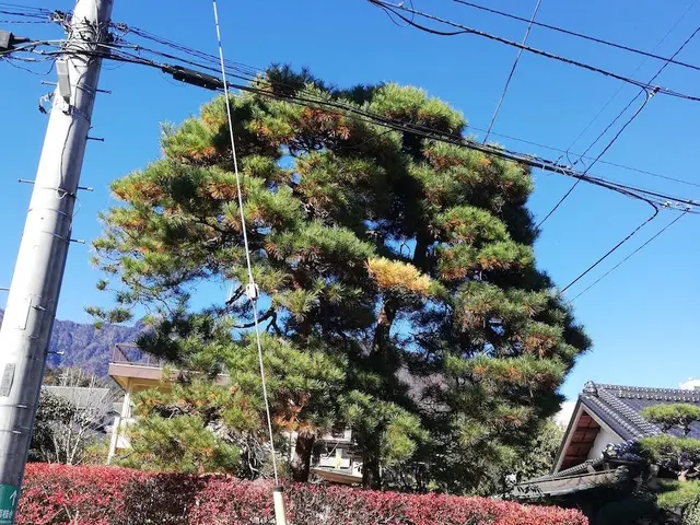 【植木屋歴10年】庭園管理士、造園技能士資格保有！すべて自社対応！サービスの画像