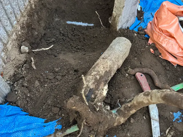 不要になってしまった庭木の伐採伐根作業、１本から喜んでご対応させていただきます！サービスの画像