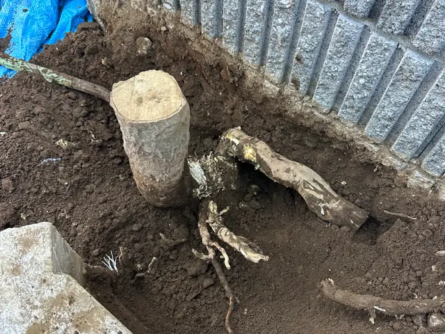 不要になってしまった庭木の伐採伐根作業、１本から喜んでご対応させていただきます！サービスの画像