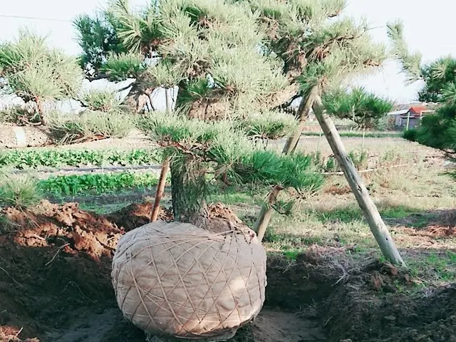 庭木の移植　植栽　そのほかお庭の困りごと何でも解決します。業歴２５年以上。サービスの画像
